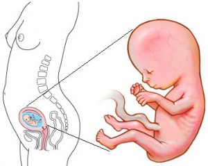 Stage of third month (12 weeks) of pregnancy