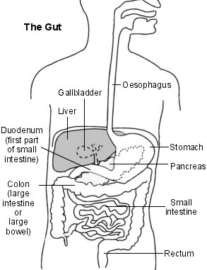 colon is the location of IBS to occur