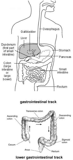 gastrointestinal_track_IBS